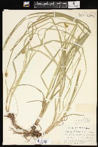 Carex alopecoidea image