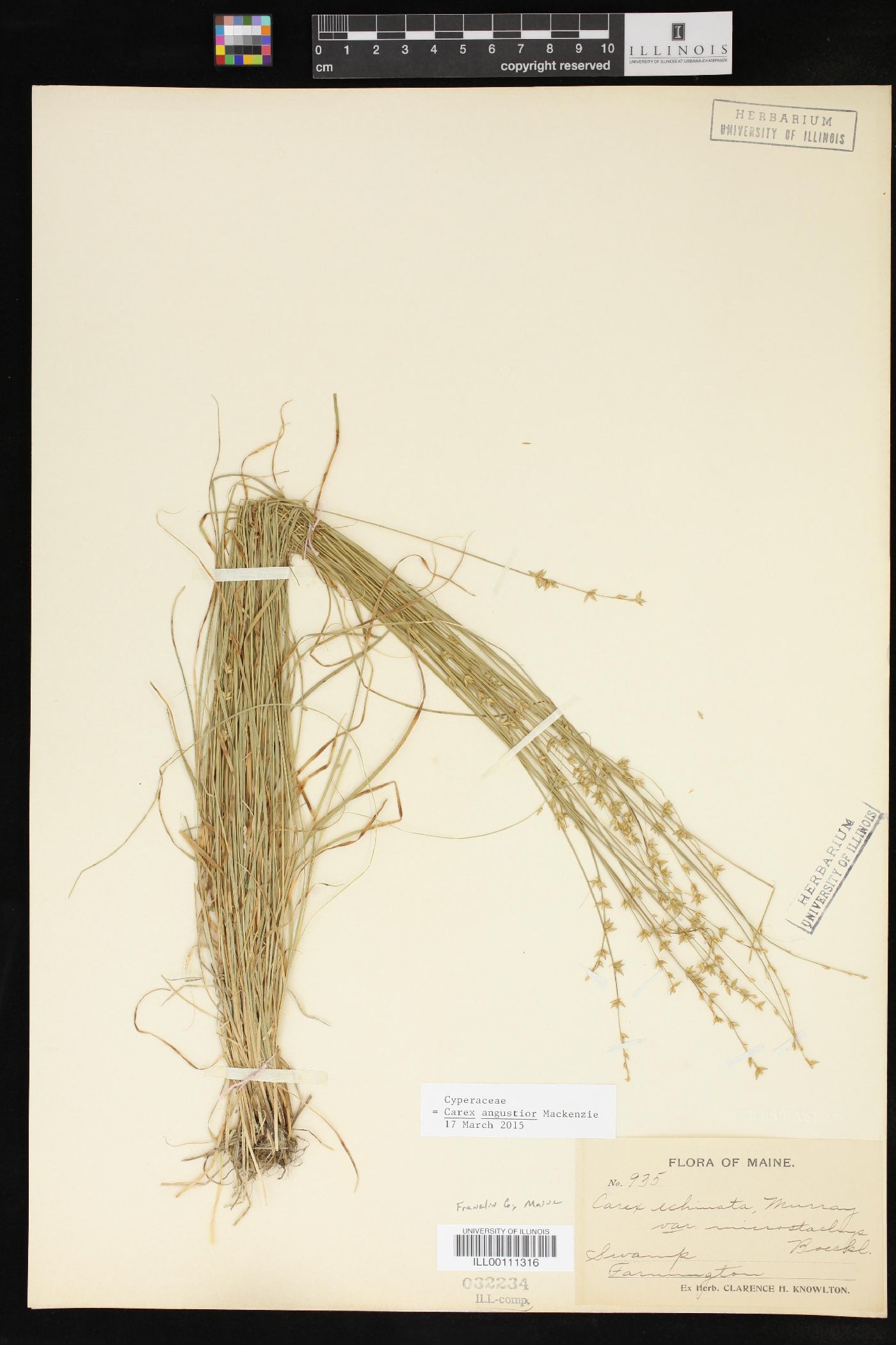 Carex angustior image