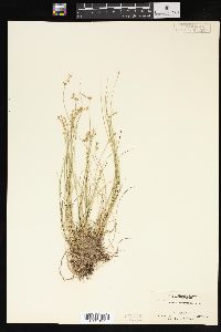 Carex angustior image