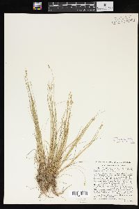 Carex angustior image