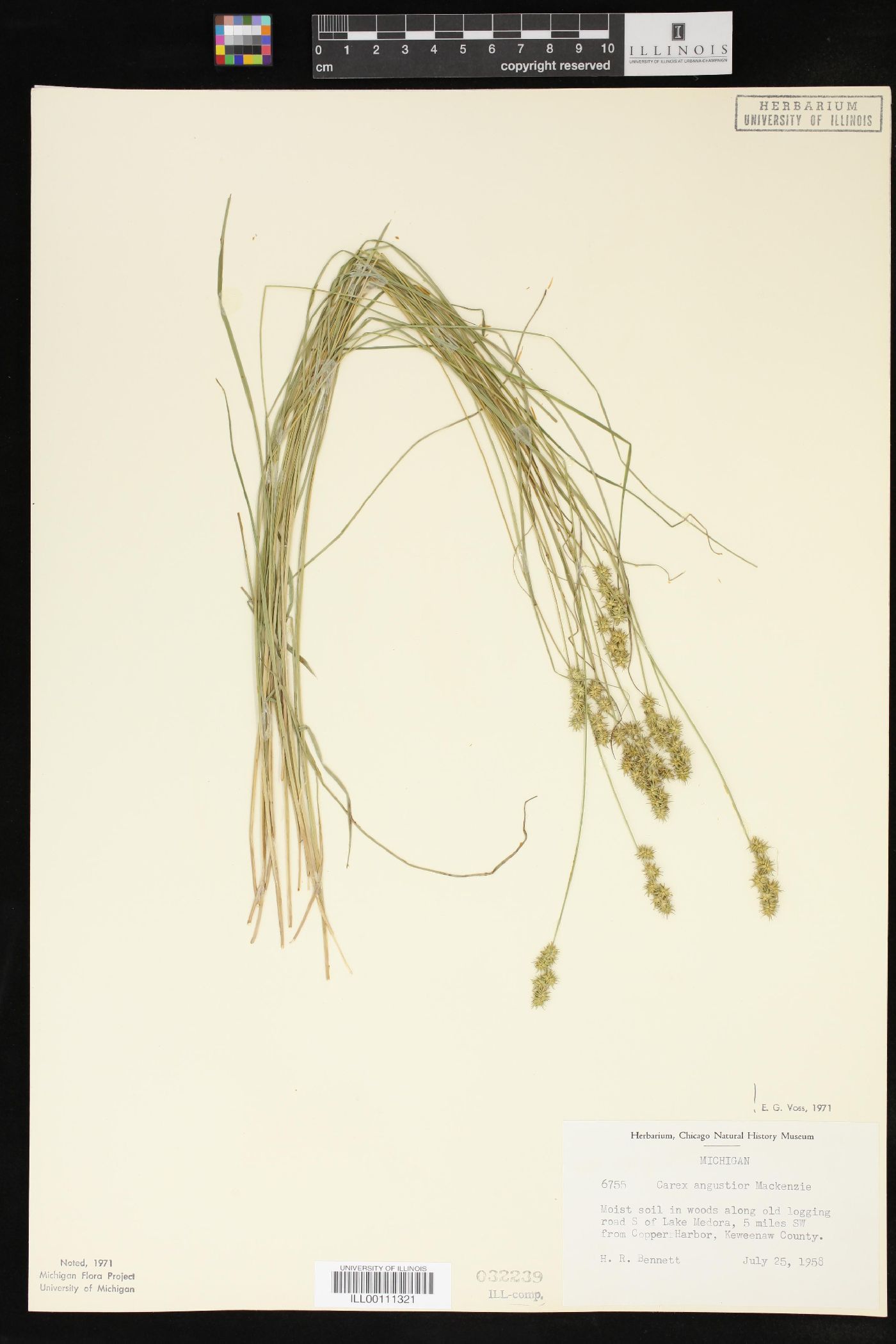 Carex angustior image