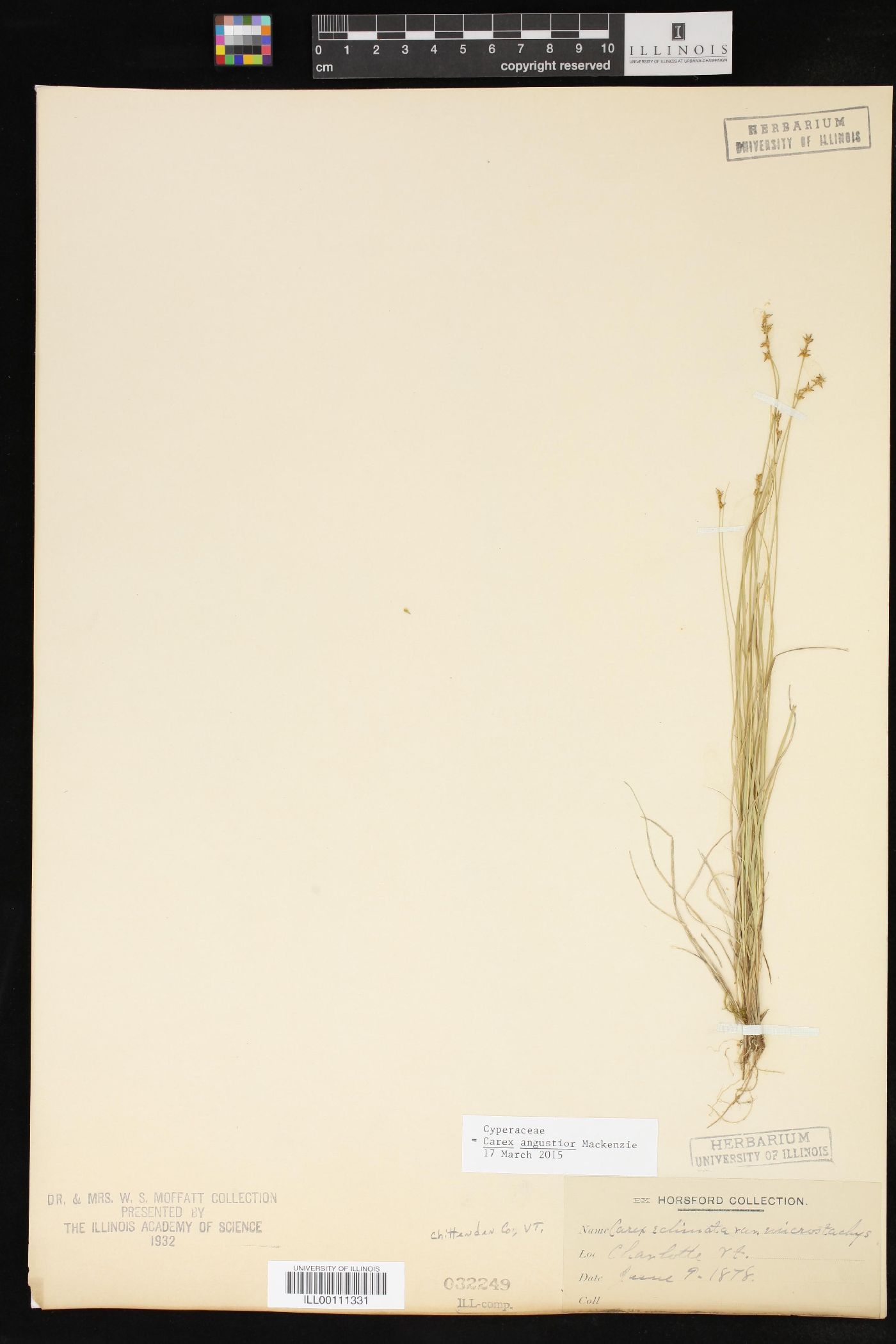 Carex angustior image