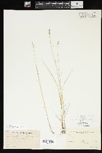 Carex angustior image