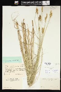 Carex annectens var. xanthocarpa image