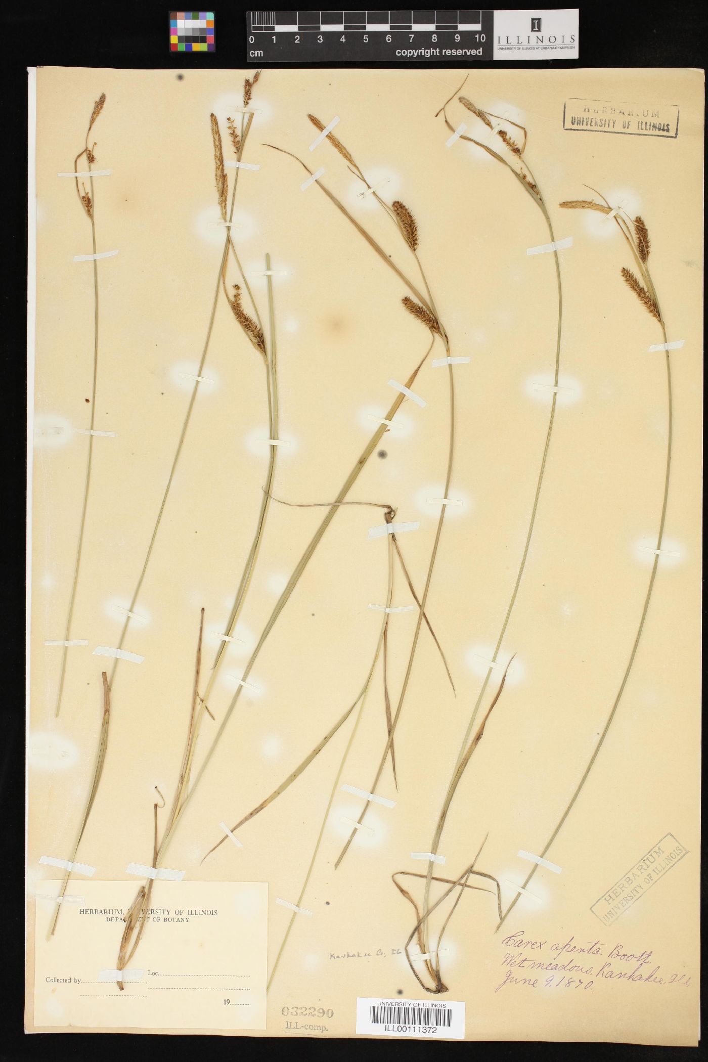 Carex aperta image