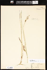 Carex haydenii image