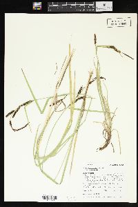 Carex aquatilis var. aquatilis image