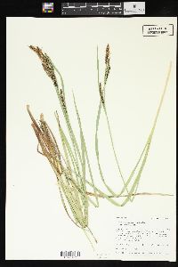 Carex aquatilis var. aquatilis image