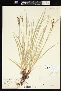 Carex aquatilis var. aquatilis image