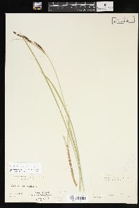 Carex aquatilis var. aquatilis image