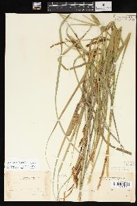 Carex aquatilis var. aquatilis image