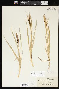 Carex aquatilis var. aquatilis image