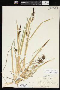 Carex aquatilis var. aquatilis image