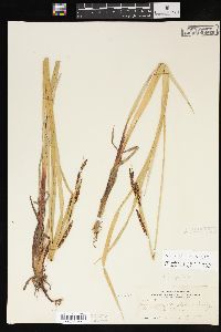 Carex aquatilis var. aquatilis image