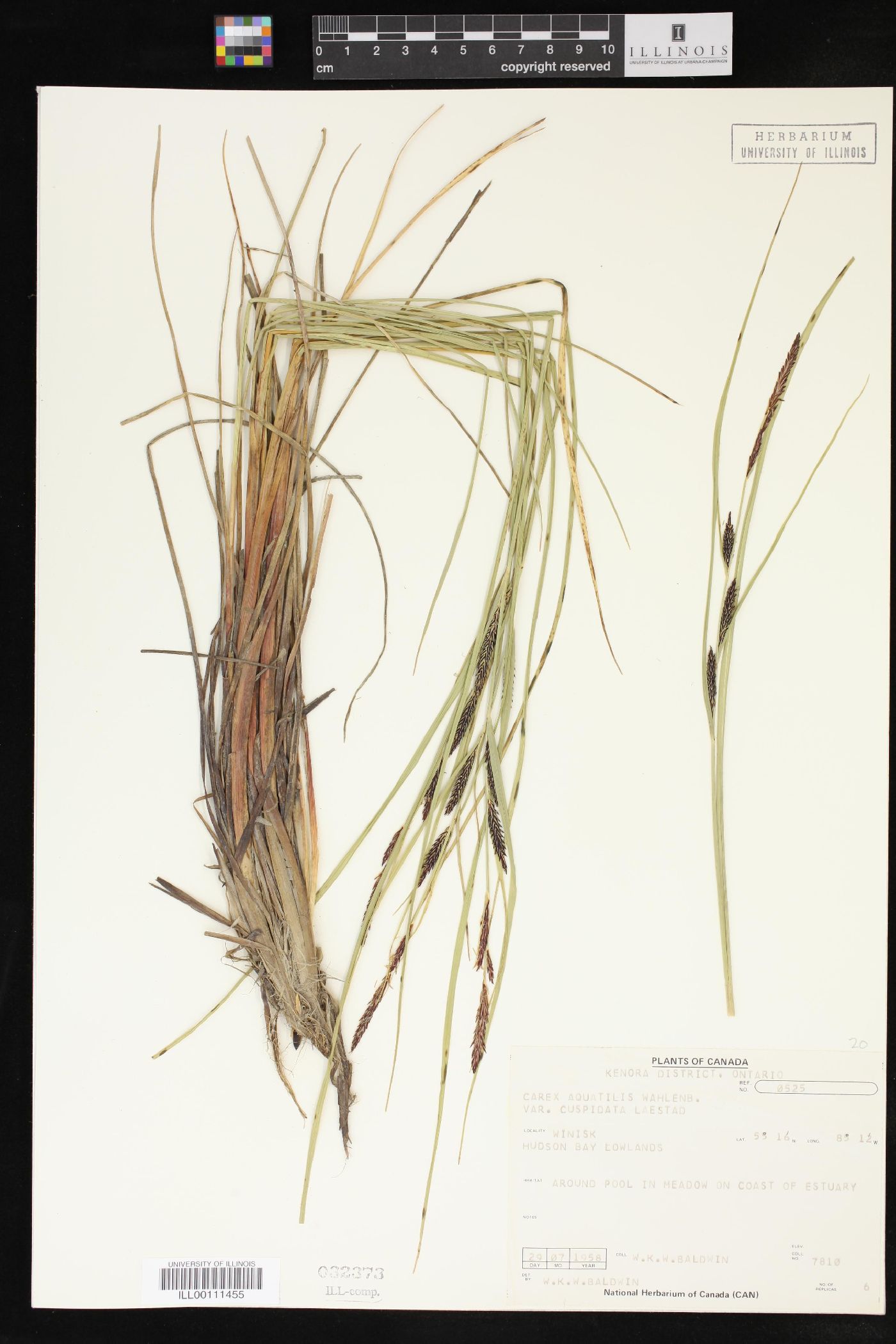 Carex aquatilis var. cuspidata image