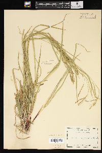 Carex arctata image