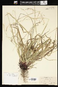 Carex arctata image