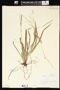 Carex arctata image