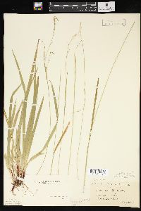 Carex arctata image