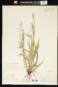 Carex arctata image