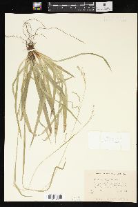 Carex arctata image