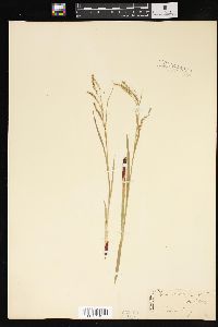 Carex arctata image