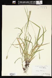 Carex arctata image