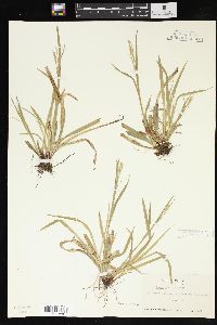 Carex arctata image