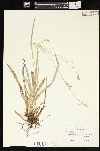 Carex arctata image