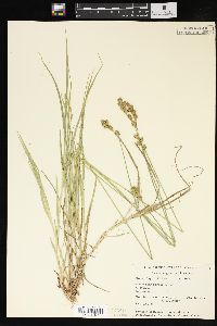 Carex argyrantha image