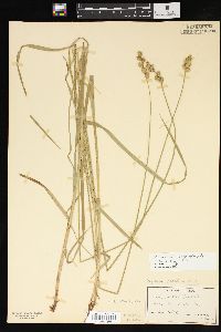 Carex argyrantha image