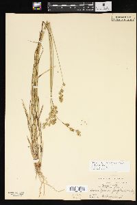 Carex argyrantha image