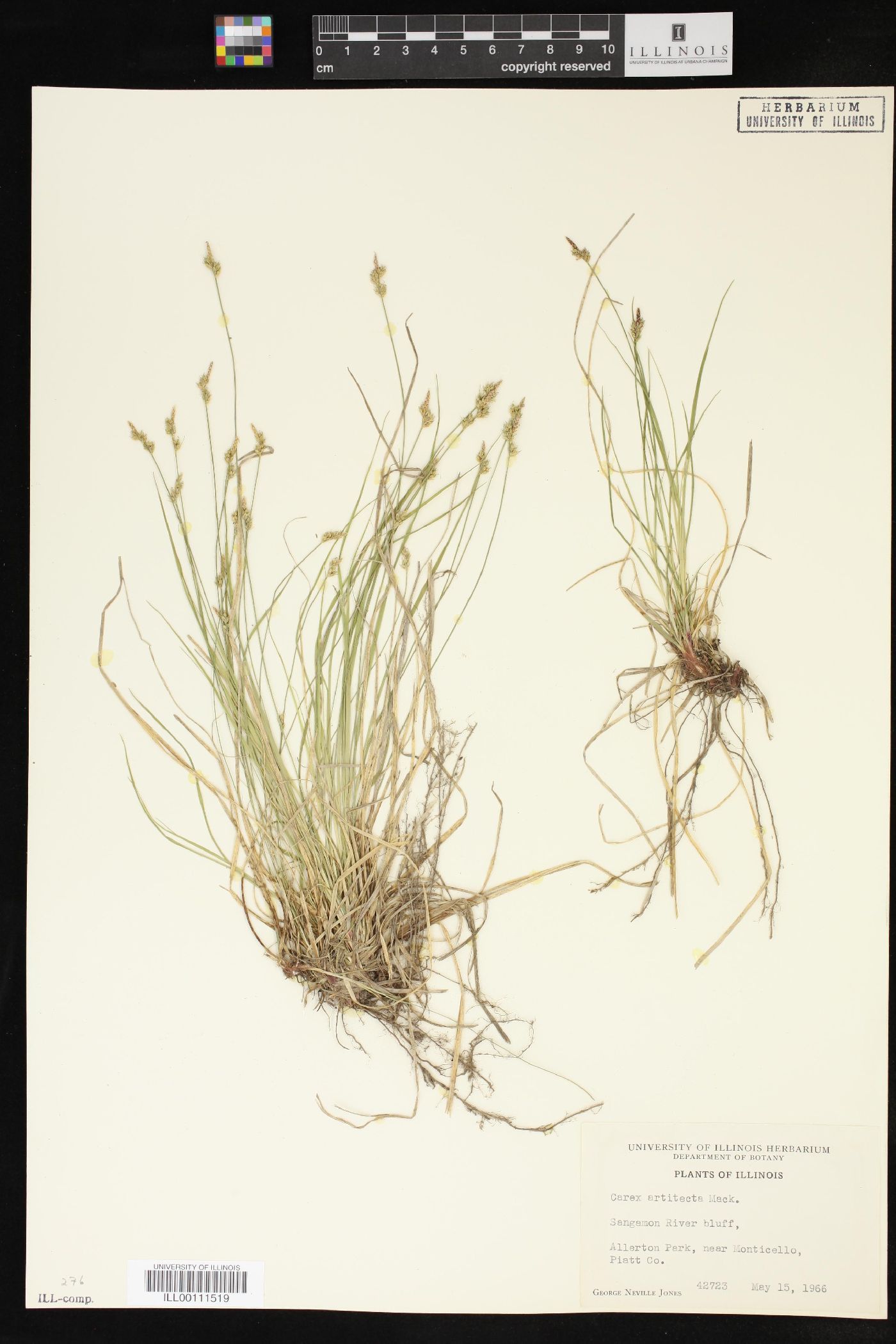 Carex artitecta image