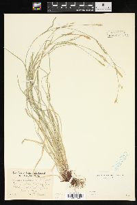 Carex assiniboinensis image