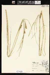 Carex atherodes image