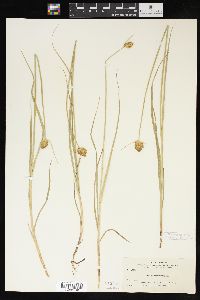 Carex athrostachya image