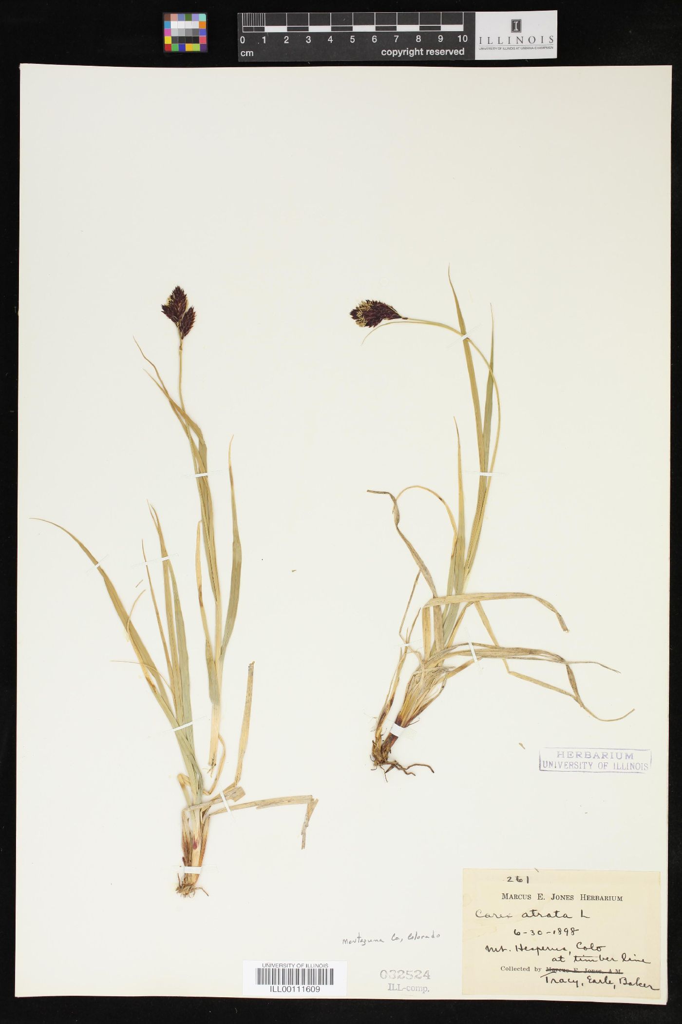 Carex atrata image