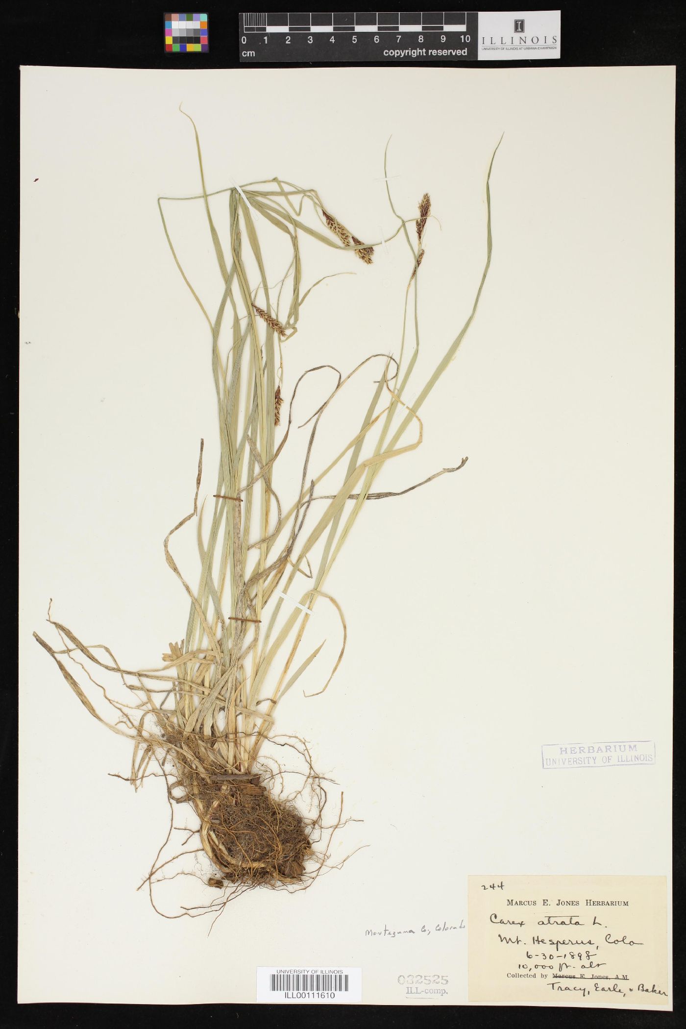 Carex atrata image