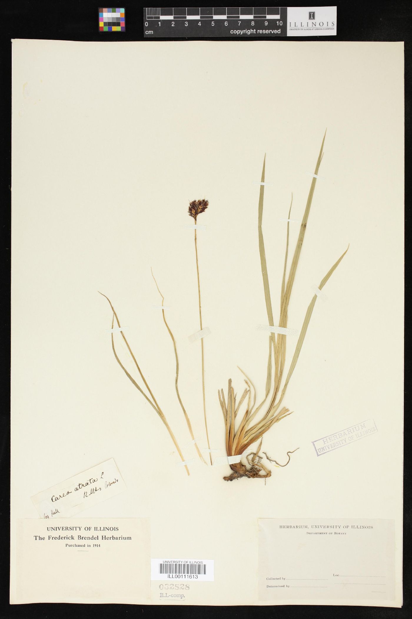 Carex atrata image