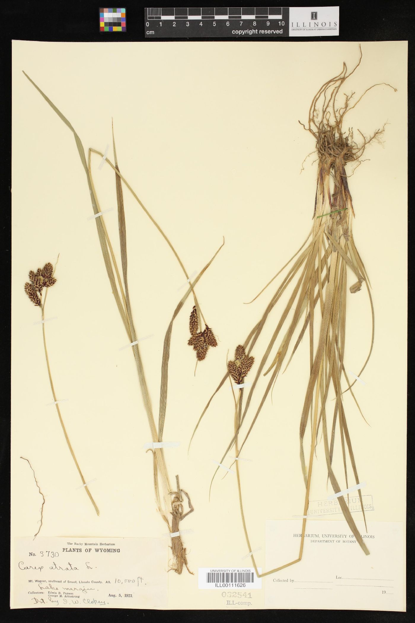 Carex atrata image