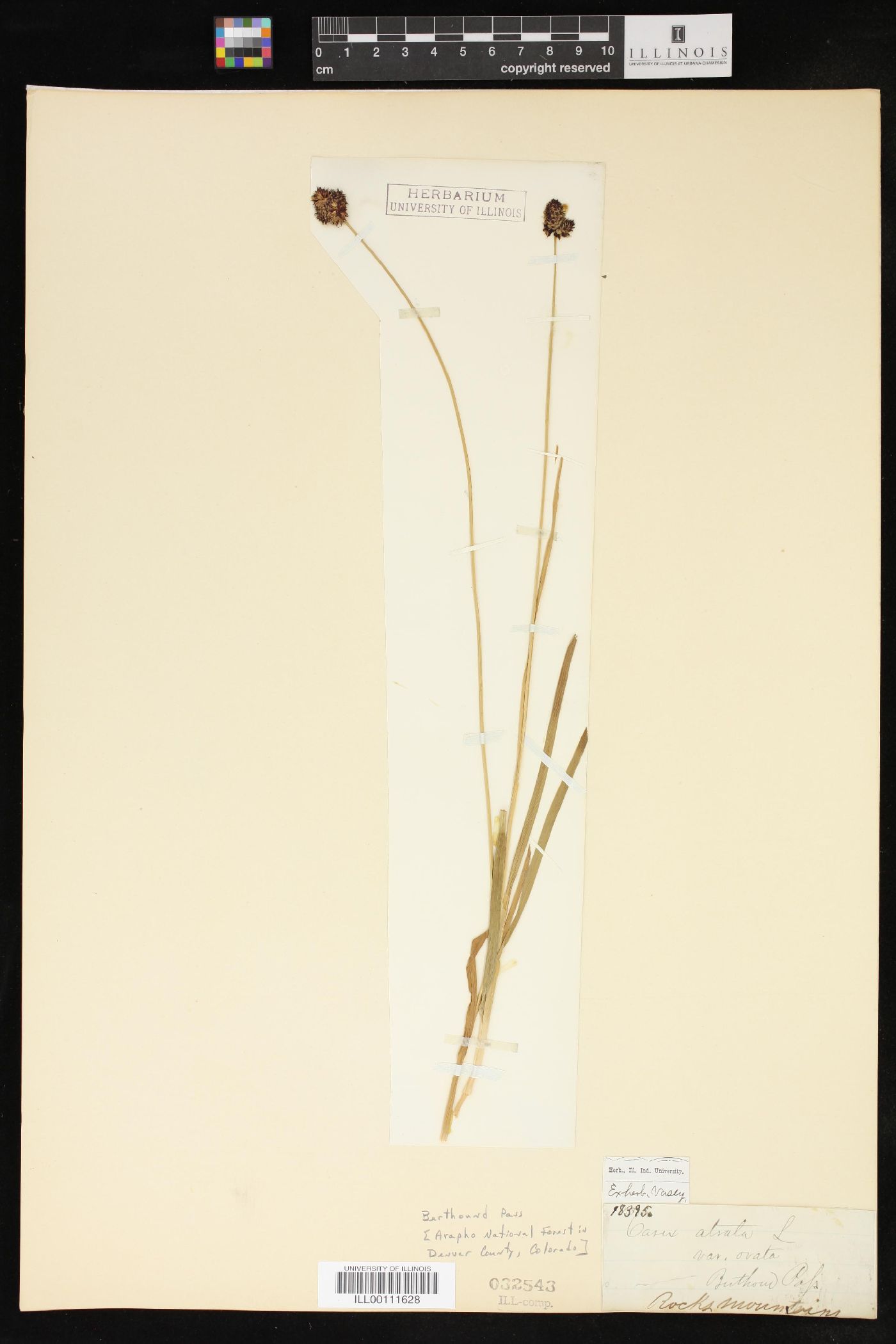 Carex atrata image