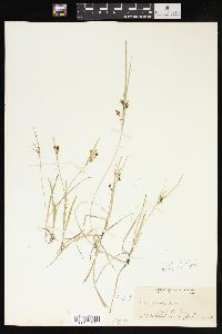 Carex aurea image