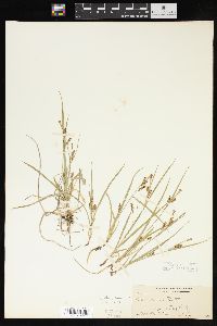 Carex aurea image