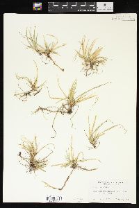 Carex aurea image