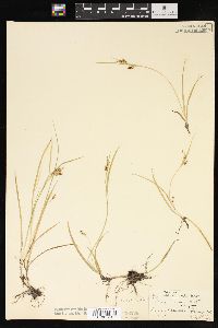 Carex aurea image