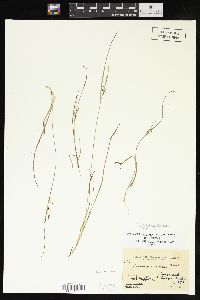 Carex aurea image