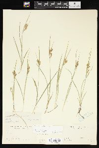 Carex aurea image