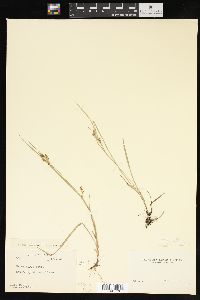 Carex aurea image