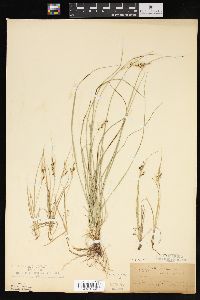 Carex aurea image