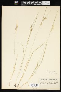 Carex aurea image